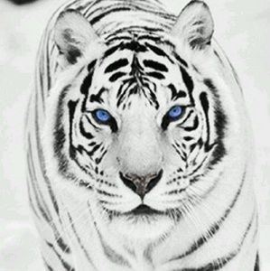 Meet your Posher, Hadeel